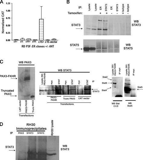 PAX3 FKHR Interacts With STAT3 A Transient Transfection Assay Using