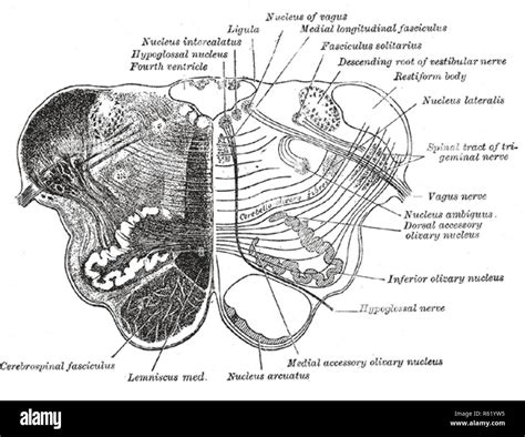 Medulla Oblongata High Resolution Stock Photography And Images Alamy