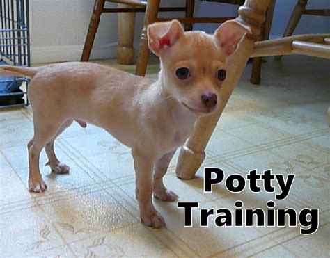 How To Toilet Train Chihuahua at Callum Fowler blog