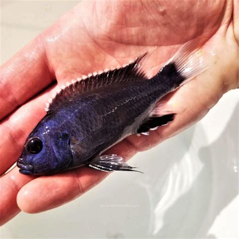 White Tail Mbuna Cichlids | Aquarium Fish India