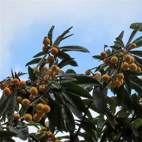 Loquats With Green Leaves And Ripe Berries In Summer Stock Photo