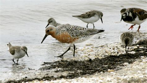 Us Names Red Knot Bird A Threatened Species Daily Mail Online