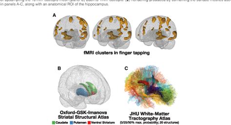 Additional Examples Of D Renderings Of Mri Data A Glass Brain