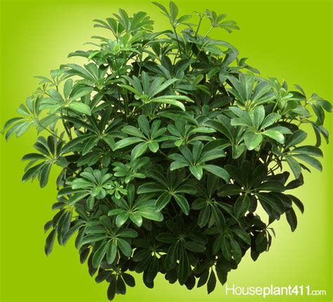 Hawaiian Schefflera How To Grow Care Arboricola Artofit