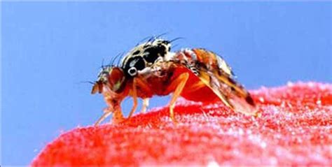 Eeny 214in371 Mediterranean Fruit Fly Ceratitis Capitata Wiedemann Insecta Diptera