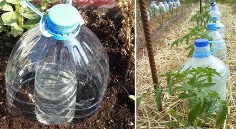 Voici Une Technique Ing Nieuse Pour Irriguer Les Plantes Tout En