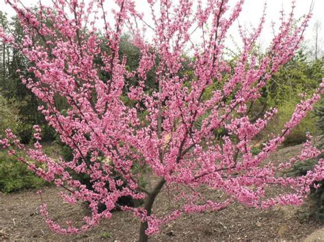 Cercis Canadensis Tennessee Pink Eastern Redbud