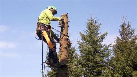 Wycinka i pielęgnacja drzew Arborex pielęgnacja i wycinka drzew