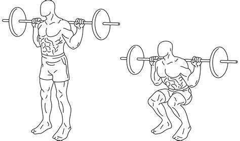 Squat (exercise) - Wikipedia