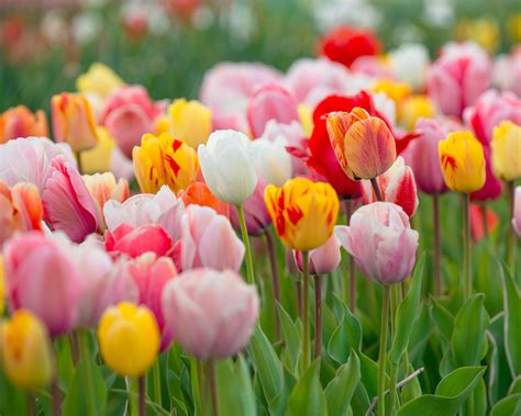 Darwin Hybrid Tulips Mixed Bulbs — Buy Online At Farmer Gracy Uk