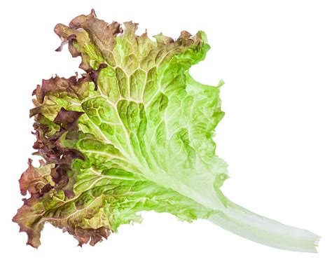 Top 60 Lollo Rosso Lettuce Stock Photos, Pictures, and Images - iStock