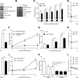 STAT3 Inhibition Blocks the Recovery of Mitochondrial Membrane ...