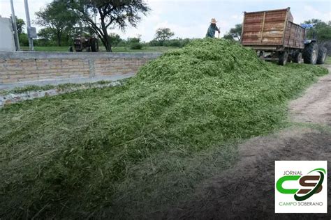 Venda De Sementes De Mega Sorgo Santa Elisa Silagem Em Cama Ari