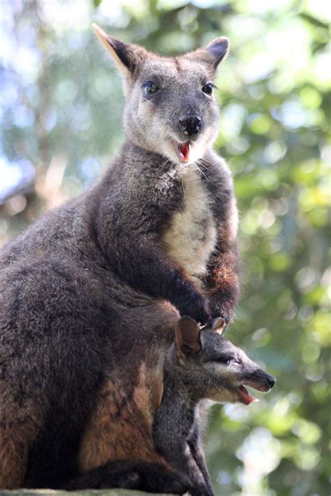 Endangered Brush Tailed Rock Wallaby Birth At Taronga Zoo