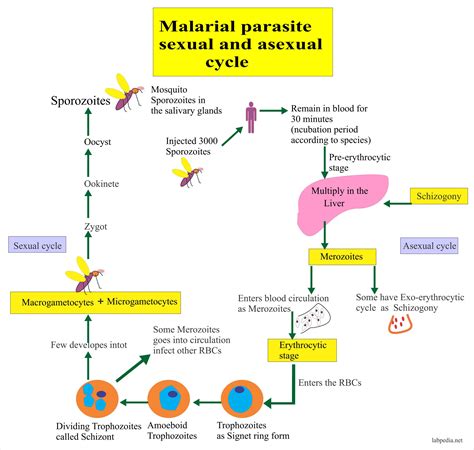Malarial Parasite - Part 1 - Malaria parasite, Plasmodium Life Cycle