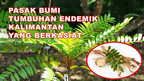 Pasak Bumi Tumbuhan Endemik Kalimantan Tumbuhan Berkhasiat Youtube