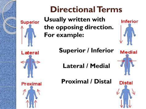 Ppt Intro To The Human Body Directional Terms Planes Quadrants And Regions Powerpoint