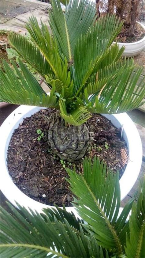 Diseases and insect pests of cycads and their control - The Plant Aide