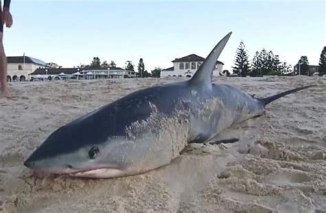 Shark washes up on Sydney’s Bondi Beach