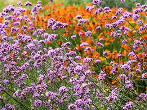 Grow Verbena Bonariensis Our Guide To Pretty Purpletop Vervain Gardening Know How