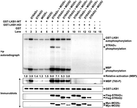 MO25α β interact with STRADα β enhancing their ability to bind