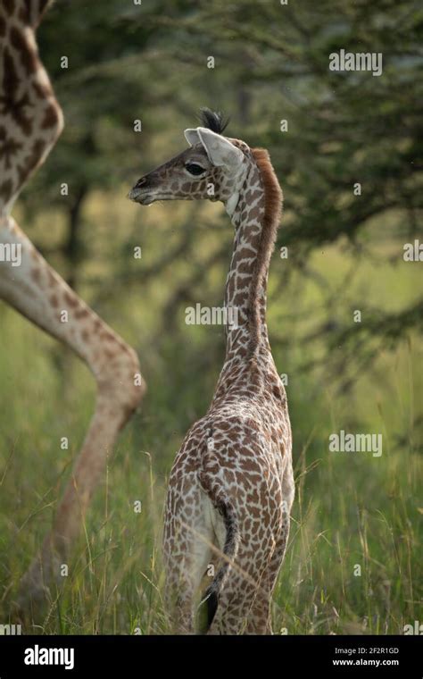 Close-up of baby Masai giraffe by mother Stock Photo - Alamy