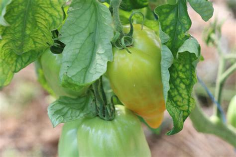 Tomate Bio Cornue Des Andes Jaune L Atelier Des Bons Plants