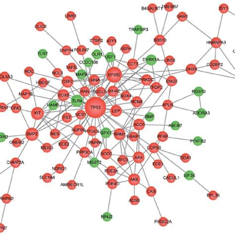 Protein Protein Interaction Network Of Degs Red Nodes Represent