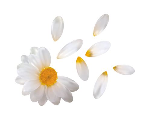 Realistic Chamomile Flower With Flying Petals Isolated On White