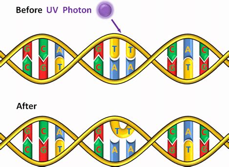 Absorption of a UV-C photon by DNA and formation of a thymine dimer ...