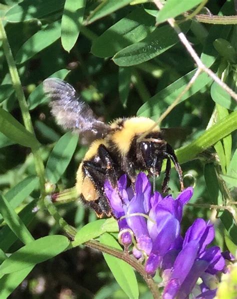 Endangered Environs – East River Park ACTION