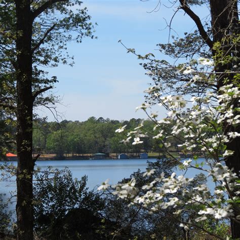 Dogwoods Blooming At The Maples At Lake Hawkins East Texas Dogwood