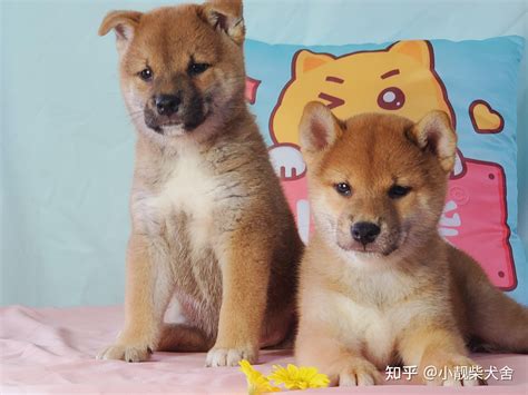 柴犬多少钱？各渠道柴犬价格公布！ 知乎