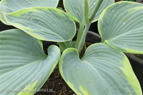 Hosta Frances Williams Cheyenne Tree Farm Trees Shrubs