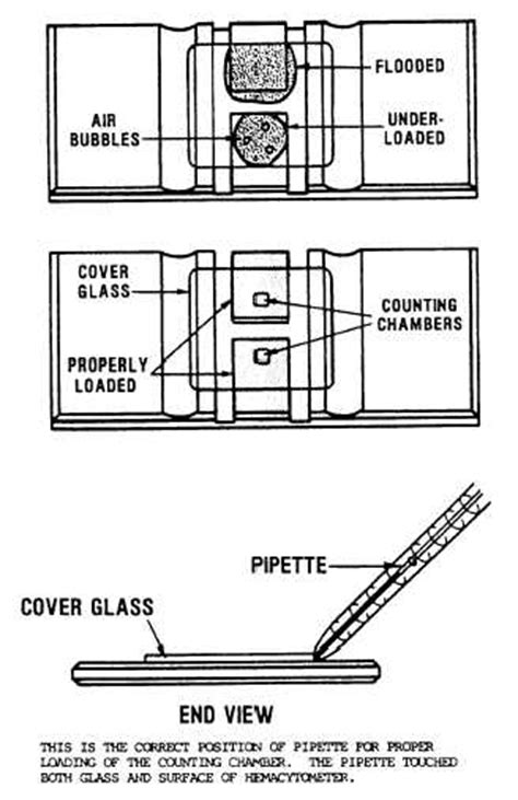 Figure 6 6hemacytometer Counting Chamber