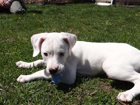 White Lab Boxer Mix Puppies