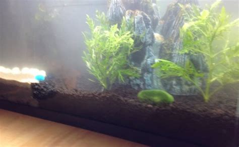 4 Signs Your Betta's Water Needs An Emergency Makeover