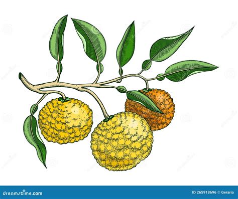 Hand Drawn Yuzu Illustration In Color Flat Vector Fruit With Engraved