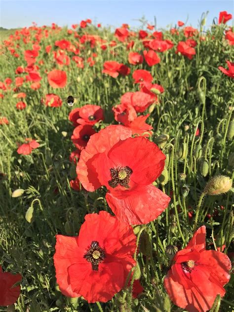 Klatschmohn Mohn Mohnblumen Kostenloses Foto Auf Pixabay Pixabay