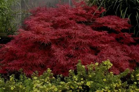 Red Dragon Japanese Maple Seeds Acer Palmatum Red Dragon'weeping Japanese Maple / Most Sun ...