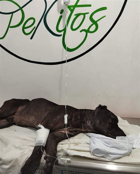 El Caso De Boox El Valiente Perrito Pitbull Ha Conmovido A La