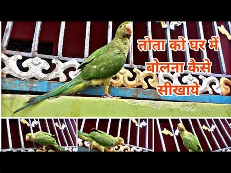 तत चढ गय घर पर तत क बलन सखय how to teach a parrot to