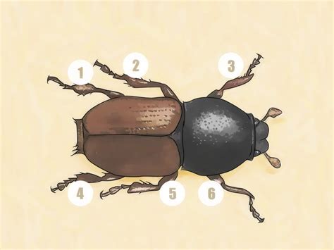 4 Ways to Identify Beetles - wikiHow