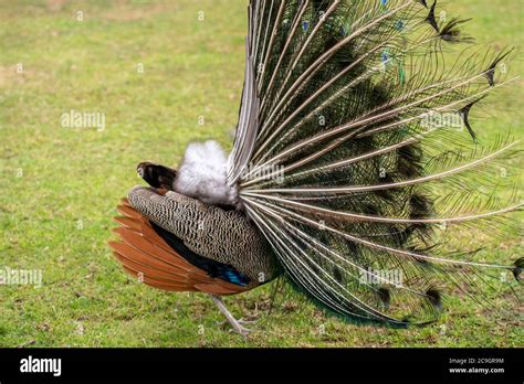 Behind The Display Male Indian Peafowl Peacock Bird Pavo Cristatus