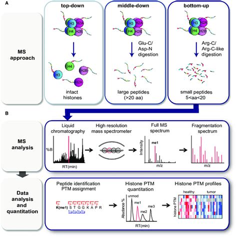 MS Based Analysis Of Histone PTMs A Scheme Summarizing The Three