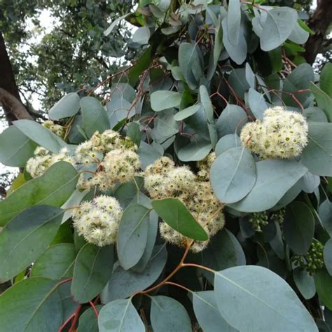 Eucalyptus Gunnii France Blue Gomboom Kopen Het Groene Paradijs