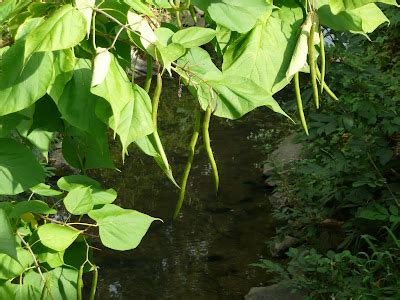 greenbelt bean tree
