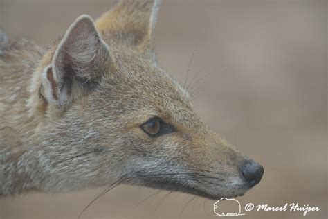 Marcel Huijser Photography | Pampas fox | Pampas fox (Lycalopex ...