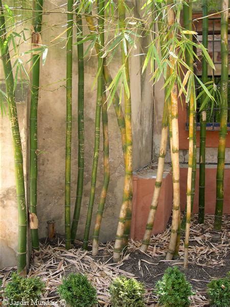 Cultivo Cuidados Y Mantenimiento De La Ca A De Bamb Jardin Plantas