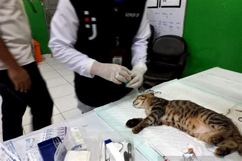 Pemkot Jakpus Pertahankan Zero Rabies Lewat Gelar Vaksin Di Titik